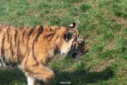 zoo-wuppertal-tschuna-daseep-10-022