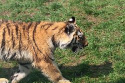 zoo-wuppertal-tschuna-daseep-10-023