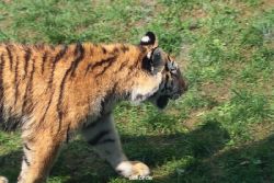 zoo-wuppertal-tschuna-daseep-10-025