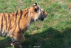 zoo-wuppertal-tschuna-daseep-10-026