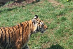 zoo-wuppertal-tschuna-daseep-10-027