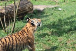 zoo-wuppertal-tschuna-daseep-10-028