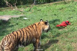zoo-wuppertal-tschuna-daseep-10-029