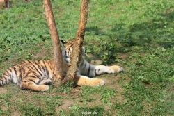 zoo-wuppertal-tschuna-daseep-10-031