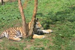 zoo-wuppertal-tschuna-daseep-10-032