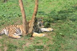 zoo-wuppertal-tschuna-daseep-10-033