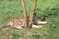 zoo-wuppertal-tschuna-daseep-10-034