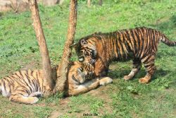 zoo-wuppertal-tschuna-daseep-10-039