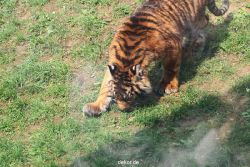 zoo-wuppertal-tschuna-daseep-10-043
