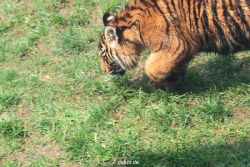 zoo-wuppertal-tschuna-daseep-10-044