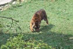 zoo-wuppertal-tschuna-daseep-10-046