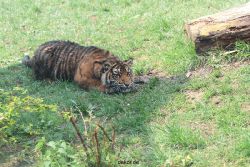 zoo-wuppertal-tschuna-daseep-10-049