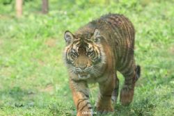 zoo-wuppertal-tschuna-daseep-10-053