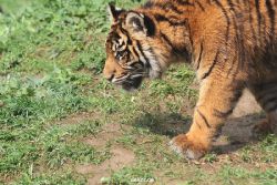 zoo-wuppertal-tschuna-daseep-10-054