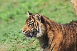 zoo-wuppertal-tschuna-daseep-10-055