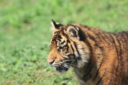 zoo-wuppertal-tschuna-daseep-10-056