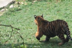 zoo-wuppertal-tschuna-daseep-10-057
