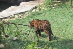 zoo-wuppertal-tschuna-daseep-10-058