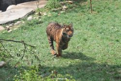 zoo-wuppertal-tschuna-daseep-10-059