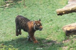zoo-wuppertal-tschuna-daseep-10-060