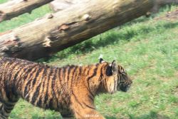 zoo-wuppertal-tschuna-daseep-10-061