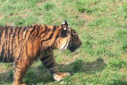 zoo-wuppertal-tschuna-daseep-10-062