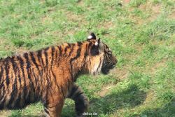 zoo-wuppertal-tschuna-daseep-10-063