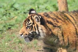 zoo-wuppertal-tschuna-daseep-10-066
