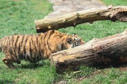 zoo-wuppertal-tschuna-daseep-10-068