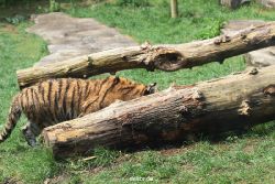 zoo-wuppertal-tschuna-daseep-10-069