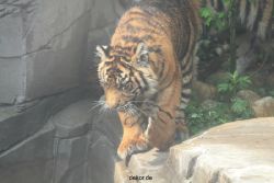 zoo-wuppertal-tschuna-daseep-10-070