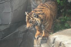 zoo-wuppertal-tschuna-daseep-10-071