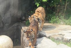 zoo-wuppertal-tschuna-daseep-10-072