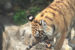 zoo-wuppertal-tschuna-daseep-10-073