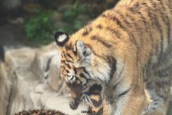 zoo-wuppertal-tschuna-daseep-10-074