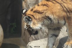 zoo-wuppertal-tschuna-daseep-10-076