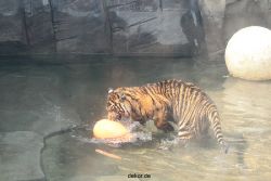 zoo-wuppertal-tschuna-daseep-10-077
