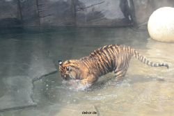 zoo-wuppertal-tschuna-daseep-10-078