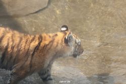 zoo-wuppertal-tschuna-daseep-10-079