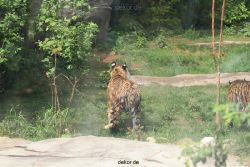 zoo-wuppertal-tschuna-daseep-10-083