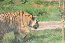 zoo-wuppertal-tschuna-daseep-10-084