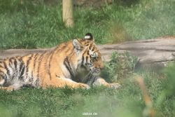 zoo-wuppertal-tschuna-daseep-10-085