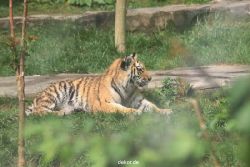 zoo-wuppertal-tschuna-daseep-10-086