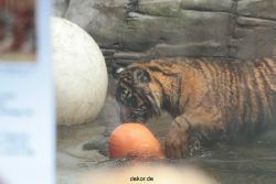 zoo-wuppertal-tschuna-daseep-10-087