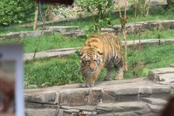 zoo-wuppertal-tschuna-daseep-10-089