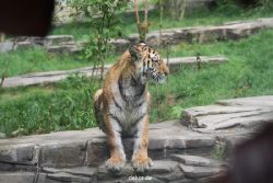 zoo-wuppertal-tschuna-daseep-10-099