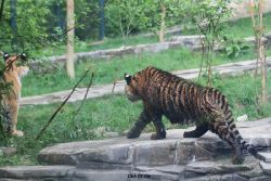 zoo-wuppertal-tschuna-daseep-10-104