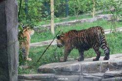 zoo-wuppertal-tschuna-daseep-10-105