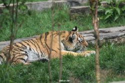 zoo-wuppertal-tschuna-daseep-10-107