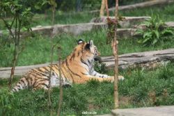 zoo-wuppertal-tschuna-daseep-10-109